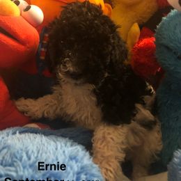 English Springer Spaniel and Springerdoodle Puppies from AVE Springer Spaniels