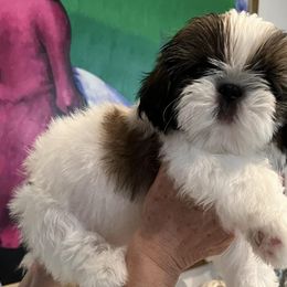 Shih Tzus from Jolisse Shih-Tzu
