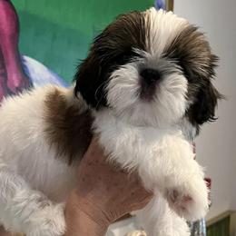Shih Tzus from Jolisse Shih-Tzu
