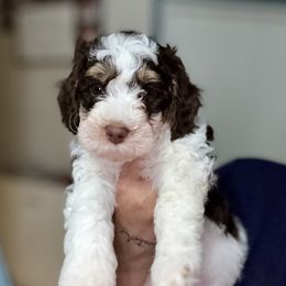 Aussiedoodle, Bernedoodle, Goldendoodle, and Poodle Puppies from Vallevistadoodles