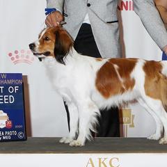 Nederlandse Kooikerhondjes from Kooikerhondjes van Maas en Waal