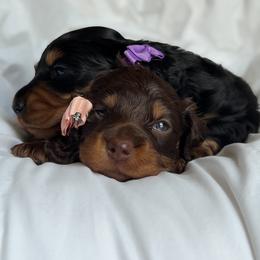Dachshund Puppies from Lone River Dachshunds