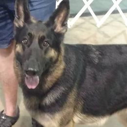 German Shepherds from Alta Acres