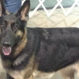 German Shepherds from Alta Acres