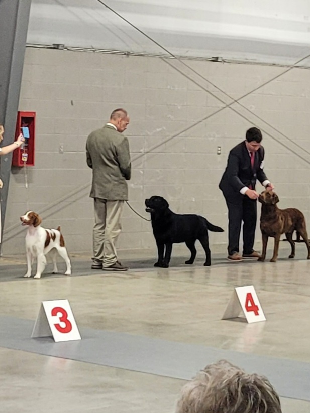 Tonight - Labrador Retriever