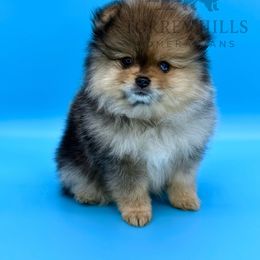 Skyler - Chocolate merle Pomeranian puppy in Redlands, California from Torrey Hills Poms