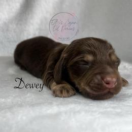 Dewey - Chocolate and cream male Dachshund puppy in Gray, Louisiana from EB's Cajun Lil' Doxies