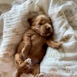 Peach girl - Red  female Goldendoodle puppy in Rio Linda, California from Plush Doodles
