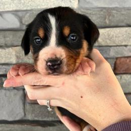 Cleo - Black, white and red female Greater Swiss Mountain Dog puppy in Gassaway, West Virginia from Rolling Hills Ranch and Kennels LLC