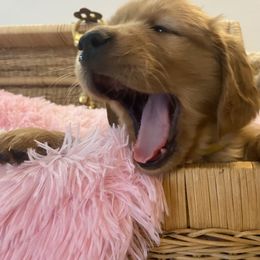Golden Retriever Puppies from Gold 'N Dust Ranch