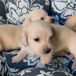 Sadie Grace - Cream female Dachshund puppy in Vero Beach, Florida from Joseph’s Dachshunds