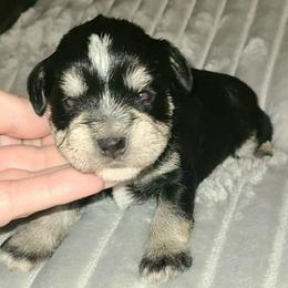 Ludwig - Black and silver male Miniature Schnauzer puppy in Graham, Washington from Kristy's French Bulldogs & Mini Schnauzers