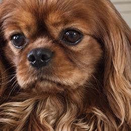 Kaiden - Cavalier King Charles Spaniel