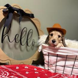 Sprout the SILKY 4000 - Cream male Dachshund puppy in Mayville, Michigan from Teenie Little Hearts