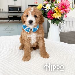 Bernedoodle and Cavapoo Puppies from Wonderful World Doodles