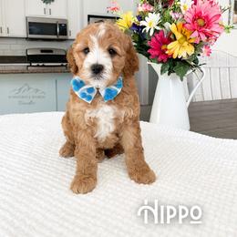 Bernedoodle and Cavapoo Puppies from Wonderful World Doodles