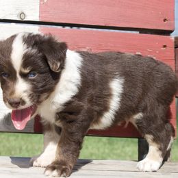 John Deere - male Miniature Australian Shepherd puppy in Hill County, Texas from Riot Kreek Kennels