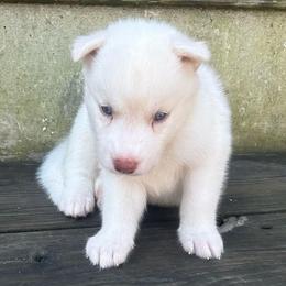 Avalanche - White male Siberian Husky puppy in Summerville, South Carolina from Carolina Husky Lodge