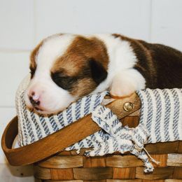 Pembroke Welsh Corgi Puppies from Desert Sunset Pembroke Welsh Corgis