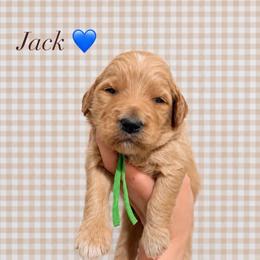 Jack - Apricot male Goldendoodle puppy in La Porte, Texas from B+C Doodles