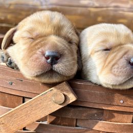 Golden Retrievers and Labrador Retrievers from Mulberry Retrievers