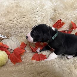 Boy 4 - male Great Dane puppy in Plumstead Township, Pennsylvania from Gresko Danes