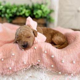 Lady - Red  female Goldendoodle puppy in Lindon, Utah from Ruby’s Minidoodles LLC