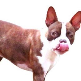 Rossi - Boston Terrier