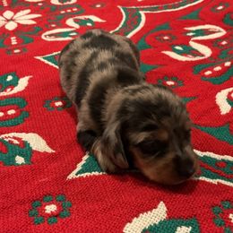 Rudy - Dapple male Dachshund puppy in Gilbert, South Carolina from Gena’s Dachshunds