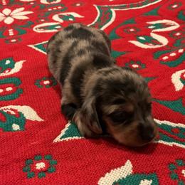 Rudy - Dapple male Dachshund puppy in Gilbert, South Carolina from Gena’s Dachshunds