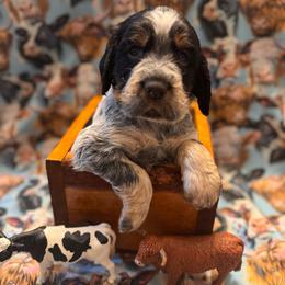 Winnie - Black white and tan female English Springer Spaniel puppy in Braidwood, Illinois from A & R Springers