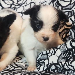 Valeria - White and black female Papillon puppy in Myakka City, Florida from LaRae's Papillons