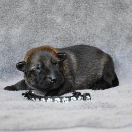 Black - Sable male German Shepherd puppy in Cherryville, North Carolina from Masky Kennel