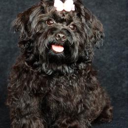 Russian Tsvetnaya Bolonka and Shih Tzu Puppies from Pink Lotus Kennels
