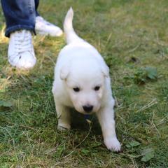 Berger Blanc Suisse Puppies from Apex Winters Wind
