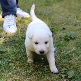 Berger Blanc Suisse Puppies from Apex Winters Wind