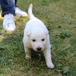 Berger Blanc Suisse Puppies from Apex Winters Wind