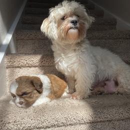 Lola - Shih Tzu
