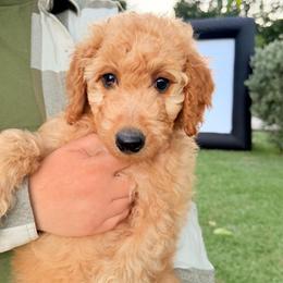 Eric - Red male Aussiedoodle puppy in Upper Lake, California from Redwood Aussiedoodles