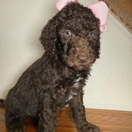 Ravioli - Goldendoodle puppy from Jax Doodles