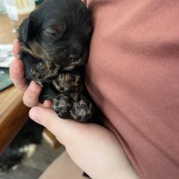 Bruno - Black and tan male Cockapoo puppy in Wellington, Kansas from Brian’s Puppies