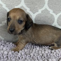 AKC Boy 4 - Cream male Dachshund puppy in Joshua Tree, California from Desert Dreams Ranch