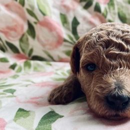 Poodles from Poodle Doodle Boyds