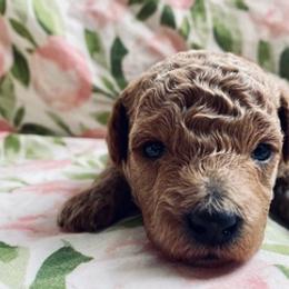 Poodles from Poodle Doodle Boyds