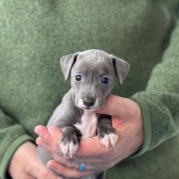 Girl 1 - Blue female Italian Greyhound puppy in Sugar Valley, Georgia from Pinnacle Farm and Kennel