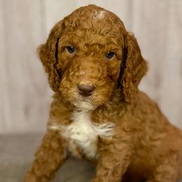 Blitzen - Goldendoodle puppy from Golden Life Doodles