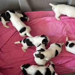 Wire Fox Terrier Puppies from CharLaDan