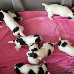 Wire Fox Terrier Puppies from CharLaDan