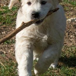 Golden Retrievers from Texas TLC Goldens