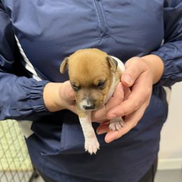 Jack Russell Terrier Puppies from Kilgus Jack Russell Terriers